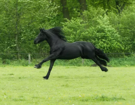 black Horse Run